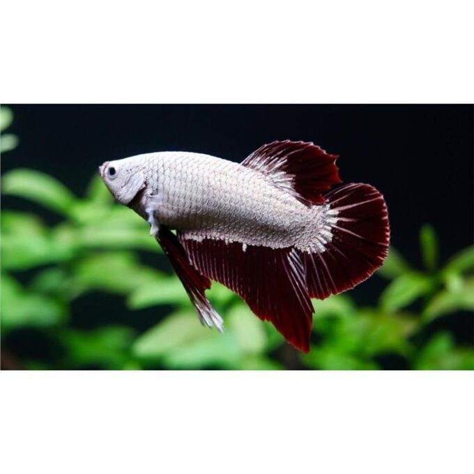 Betta spl.male dragon plakat mix