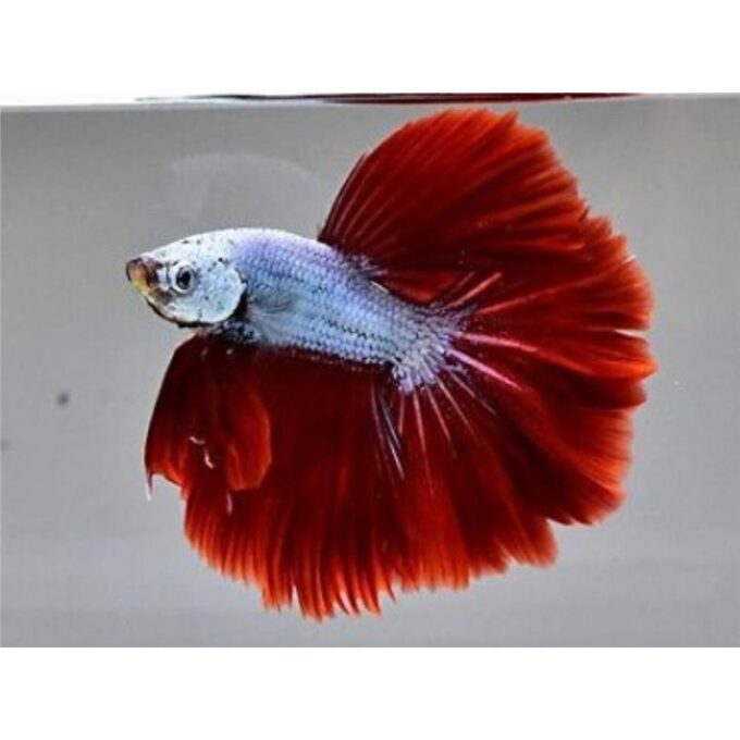 Betta SuperDelta dragon Mascul