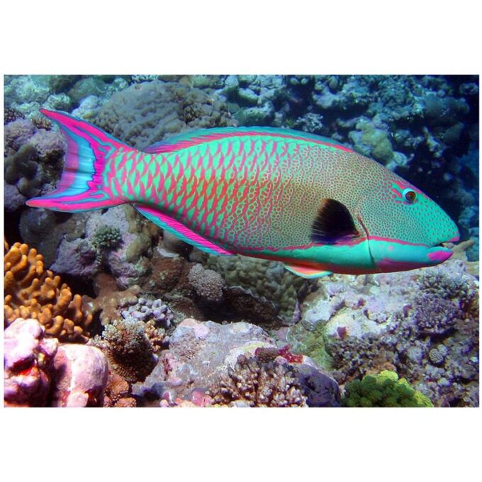 Bicolor Parrotfish