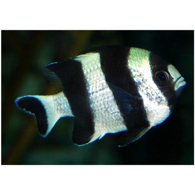 Blacktail Humbug (Dascyllus Melanurus)