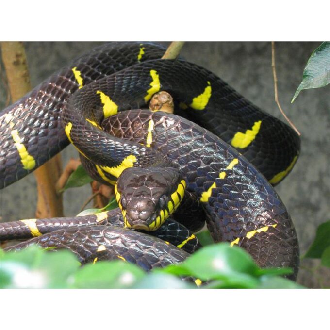 Boiga dendrophila