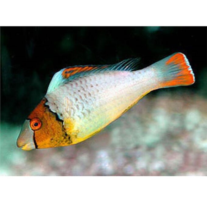 Bolbometopon bicolor