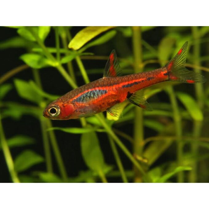 Boraras Brigittae