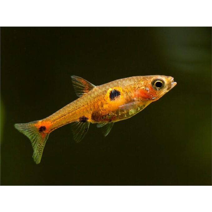 Boraras Naevus