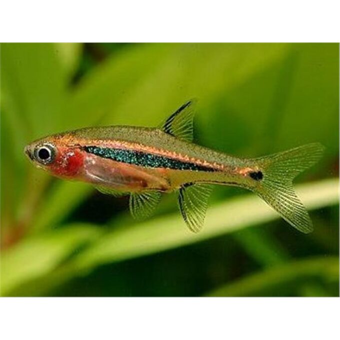 Boraras urophthalmoides
