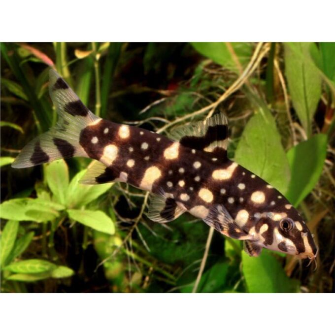 Botia kubotai