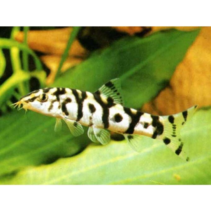 Botia lohachata