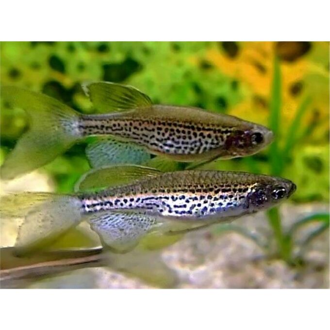 Brachydanio frankei long fin