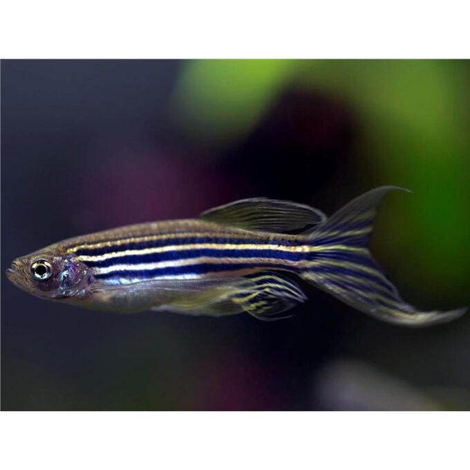 Brachydanio rerio long fin