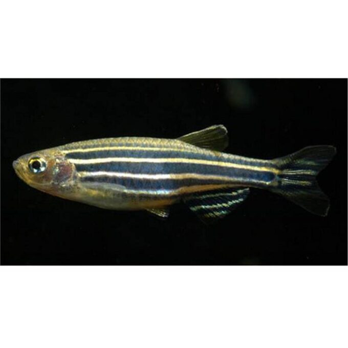 Brachydanio Rerio