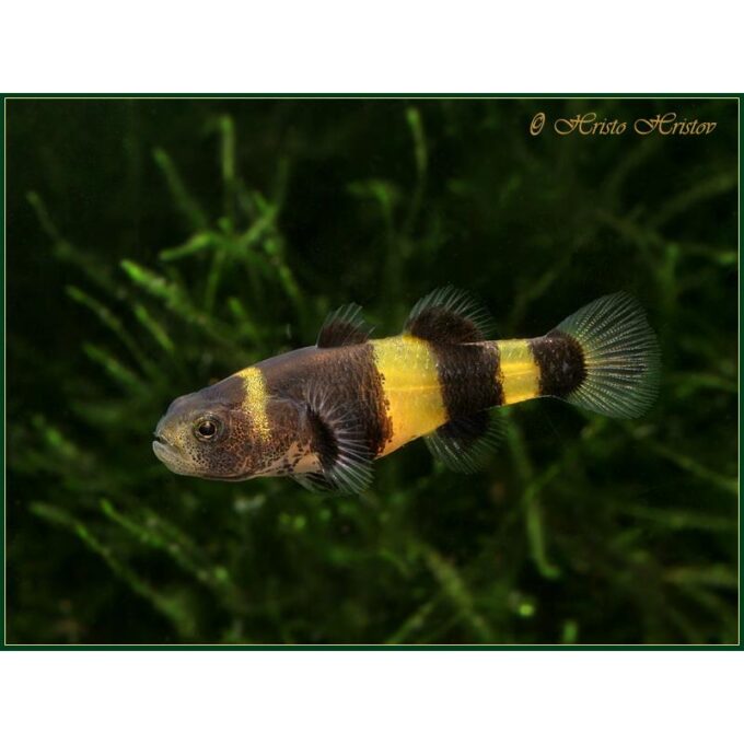 Brachygobius xanthozona