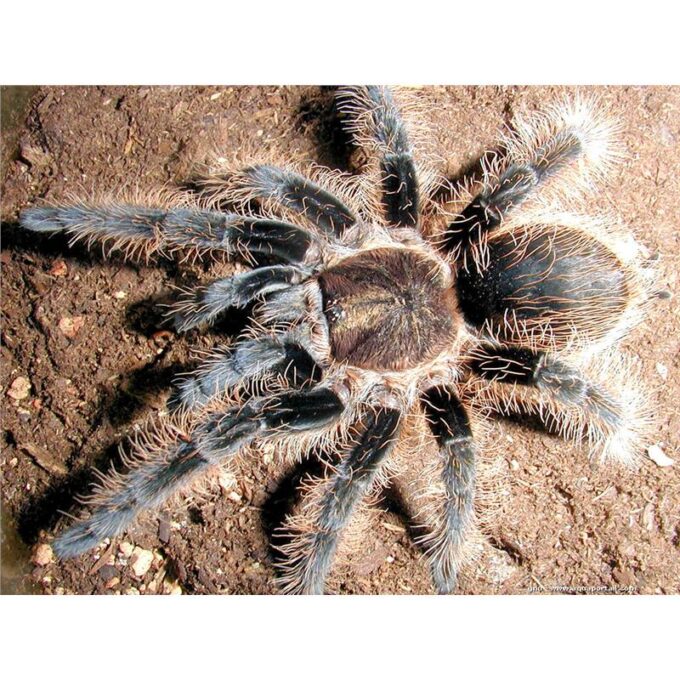 Brachypelma albopilosum