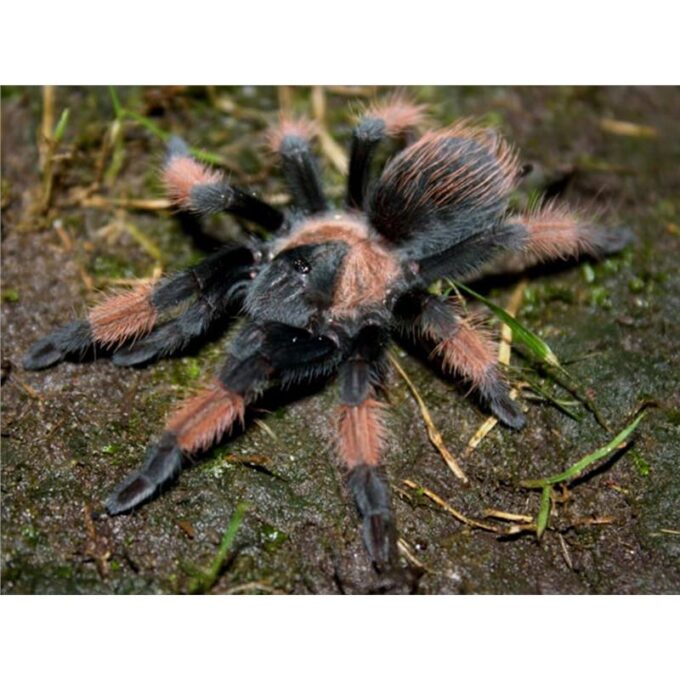 Brachypelma emilia