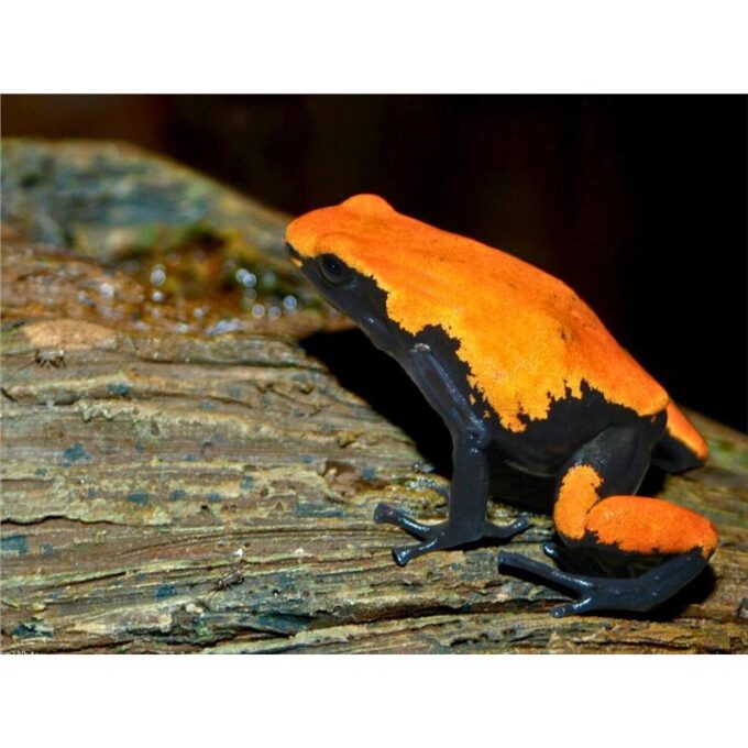 Broasca Adelphobates galactonotus (Poison Dart Frog)