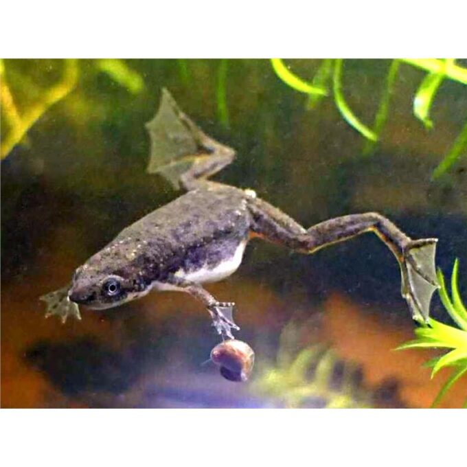 Broasca africana Pseudhymenochirus merlini