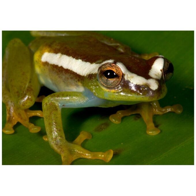 Broasca arborescenta Hyperolius sp.