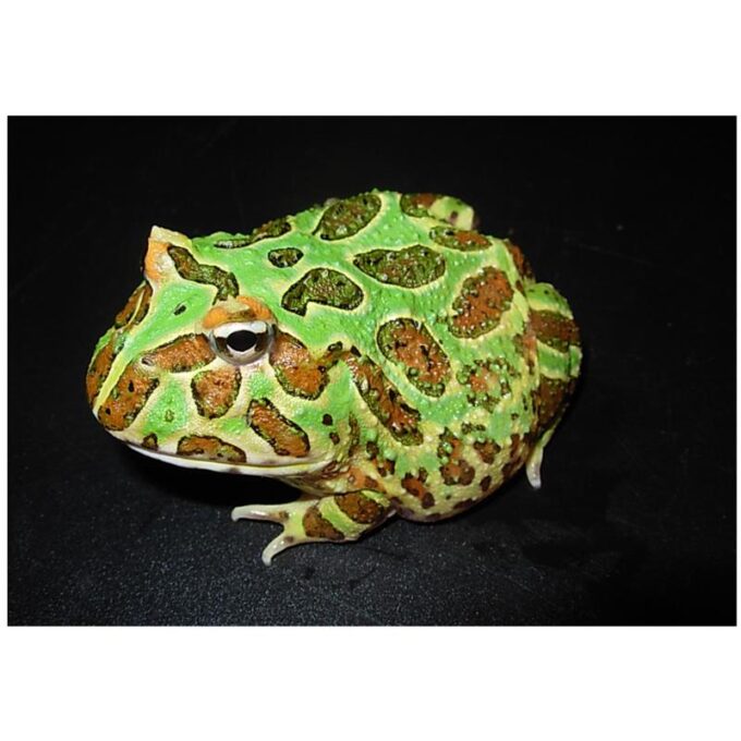 Broasca Ceratophrys cranwelli (verde)