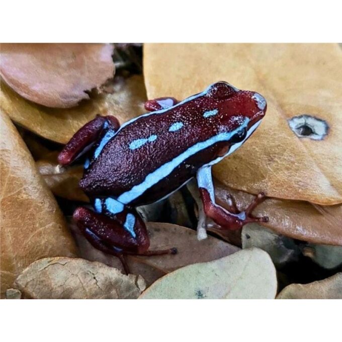 Broasca Dendrobates anthnoyi Rio Saladillo (Poison Dart Frog)