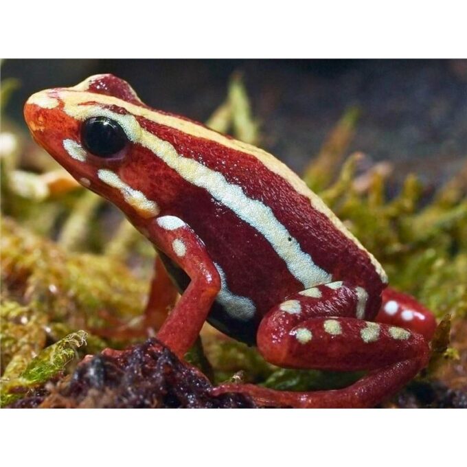 Broasca Dendrobates anthonyi Santa Isabel (Poison Dart Frog)