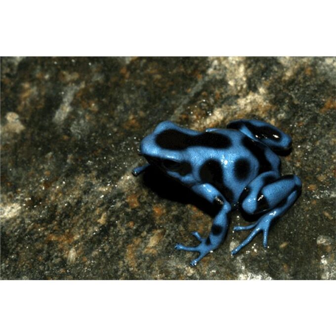 Broasca Dendrobates auratus blue (Poison arrow frog)