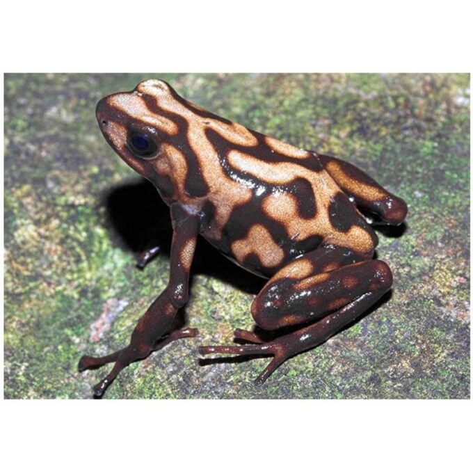 Broasca Dendrobates auratus Campana (Poison dart frog)
