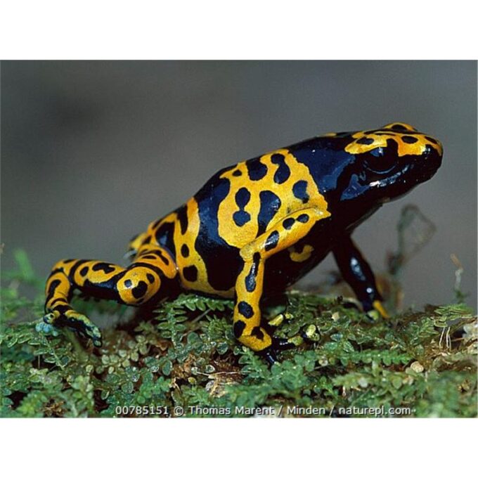 Broasca Dendrobates leucomelas (Yellow-banded poison dart frog)
