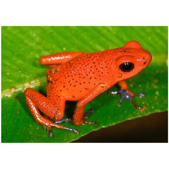 Broasca Dendrobates pumilio Bastimentos (Strawberry poison frog)