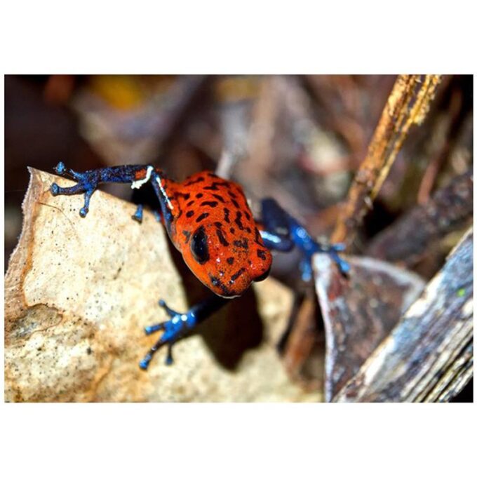 Broasca Dendrobates pumilio Cristobal (Strawberry poison frog)