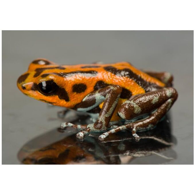 Broasca Dendrobates pumilio Rio Branco (Strawberry poison frog)