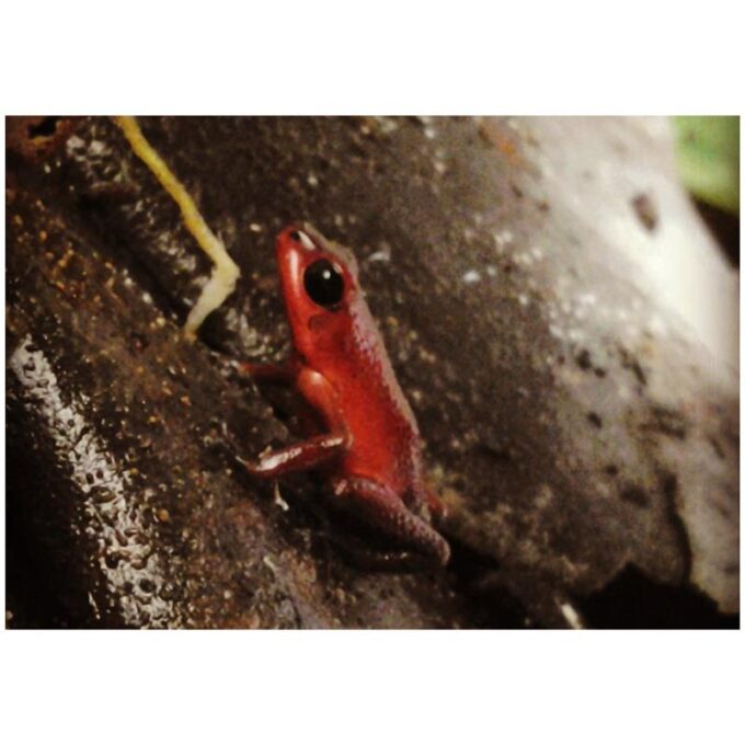 Broasca Dendrobates pumilio Rio Teribe (Strawberry poison frog)