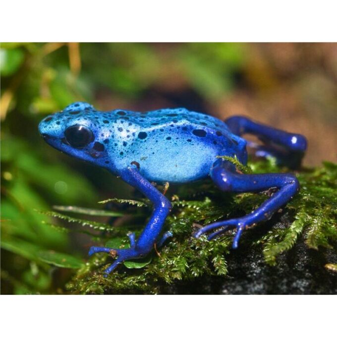 Broasca Dendrobates tinctorius Azureus (Poison Dart Frog)
