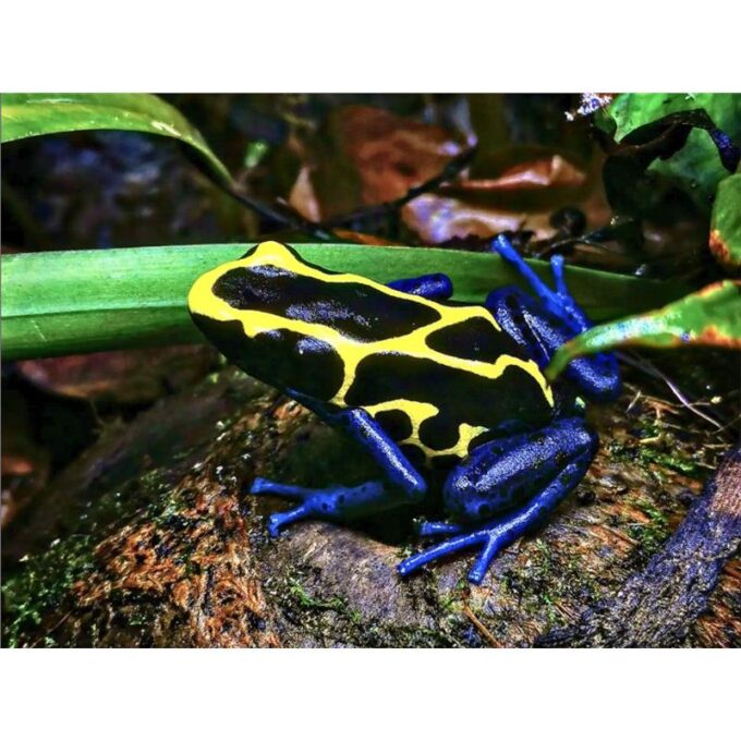Broasca Dendrobates tinctorius Nominat (Poison Dart Frog)