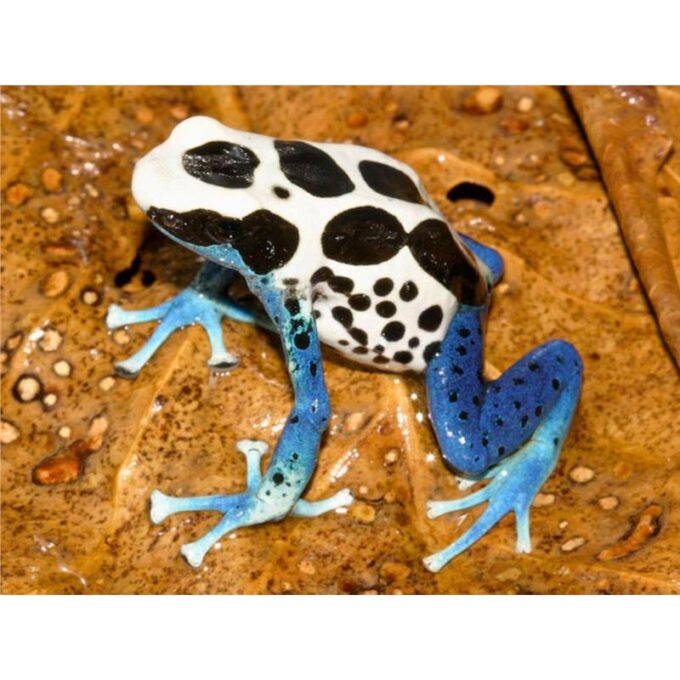 Broasca Dendrobates tinctorius Oyapock (Poison Dart Frog)