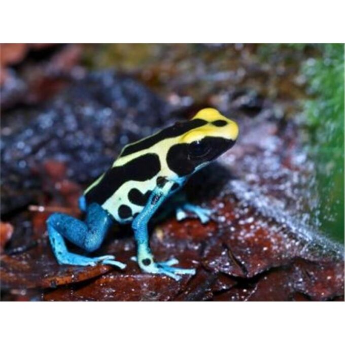 Broasca Dendrobates tinctorius Patricia (Poison Dart Frog)