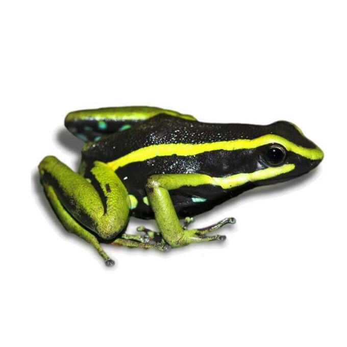 Broasca Epipedobates tricolor anthonyi (Threestriped arrowfrog)