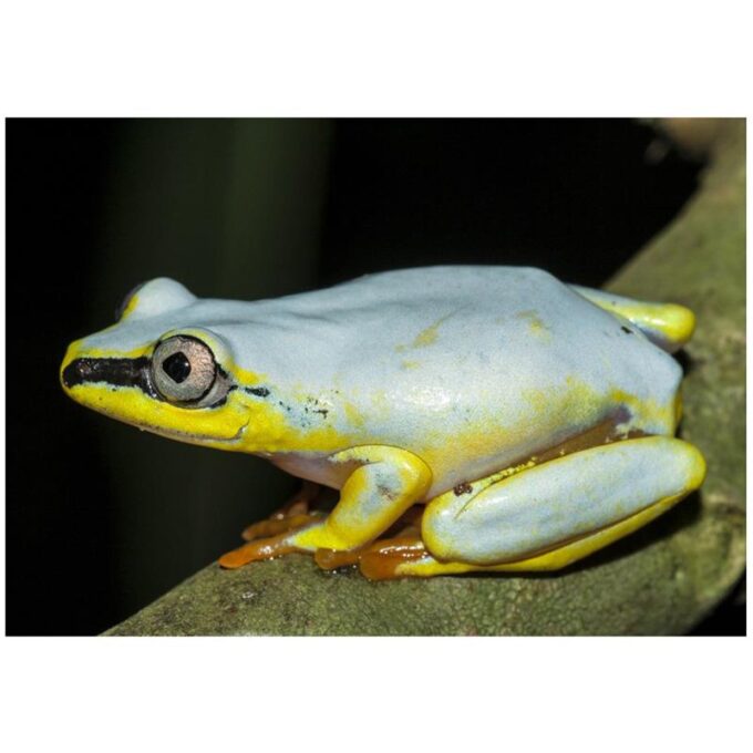 Broasca Heterixalus madagascariensis