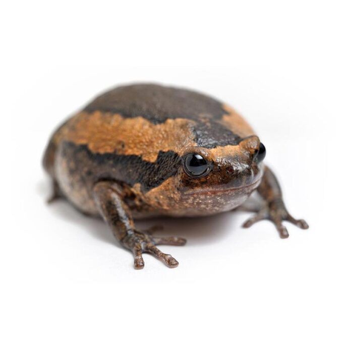 Broasca Kaloula pulchra (Asia bull frog)