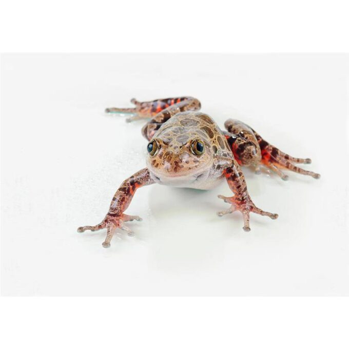 Broasca Kassina maculata (Red legged spotted frog)