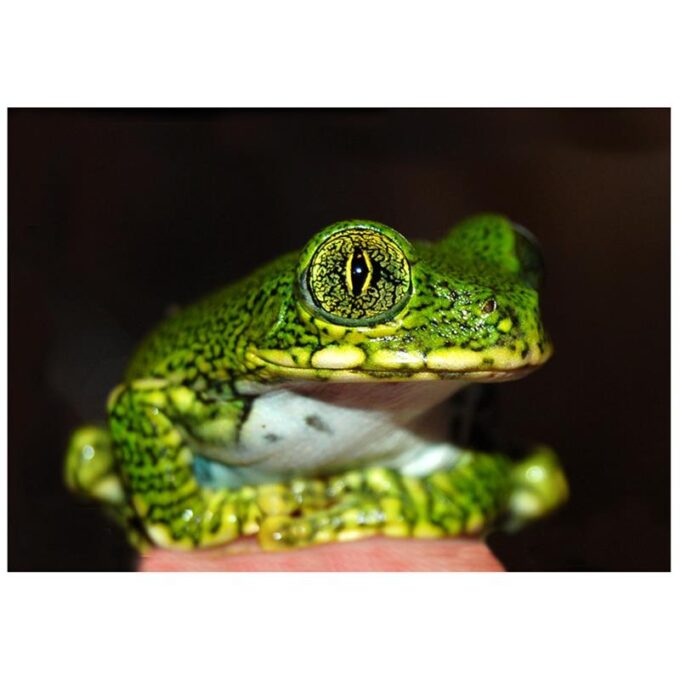 Broasca Leptopelis vermiculatus (Green treefrog tanz) 1 Broasca Leptopelis vermiculatus (Green treefrog tanz)