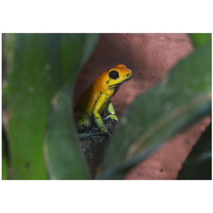 Broasca Phyllobates bicolor (Poison arrow frog)
