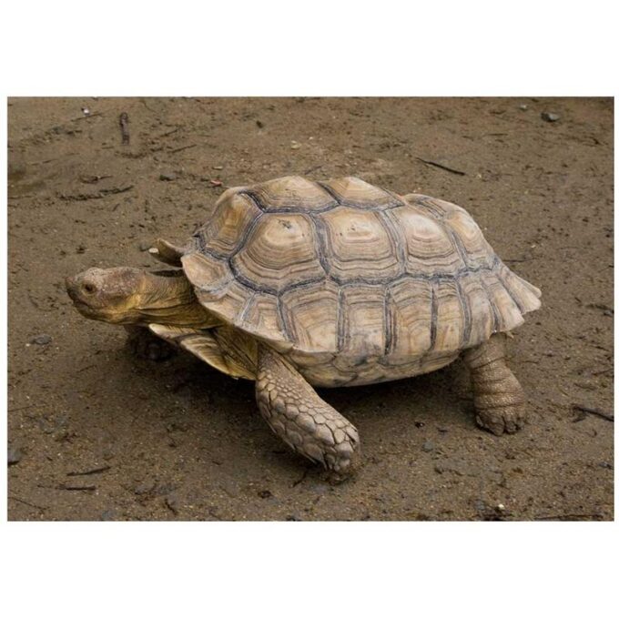 Broasca testoasa Geochelone sulcata (African Spurred Tortoise)