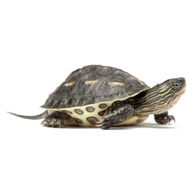 Broasca testoasa Ocadia sinensis (Chinese stripe-necked turtle)