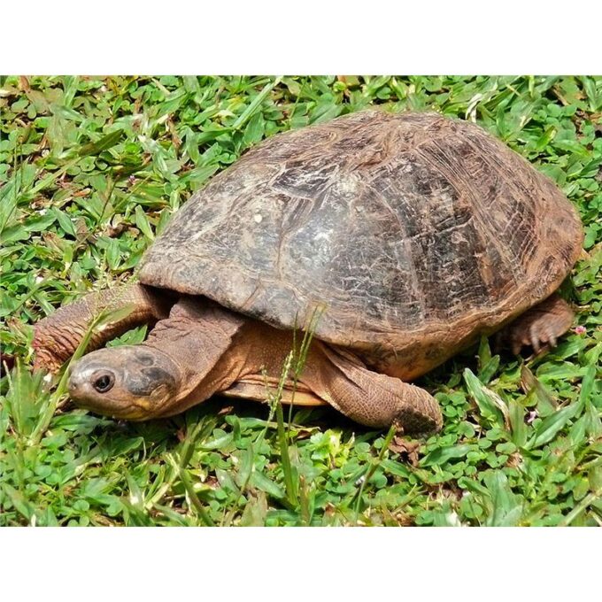 Broasca testoasa Pelomedusa subrufa