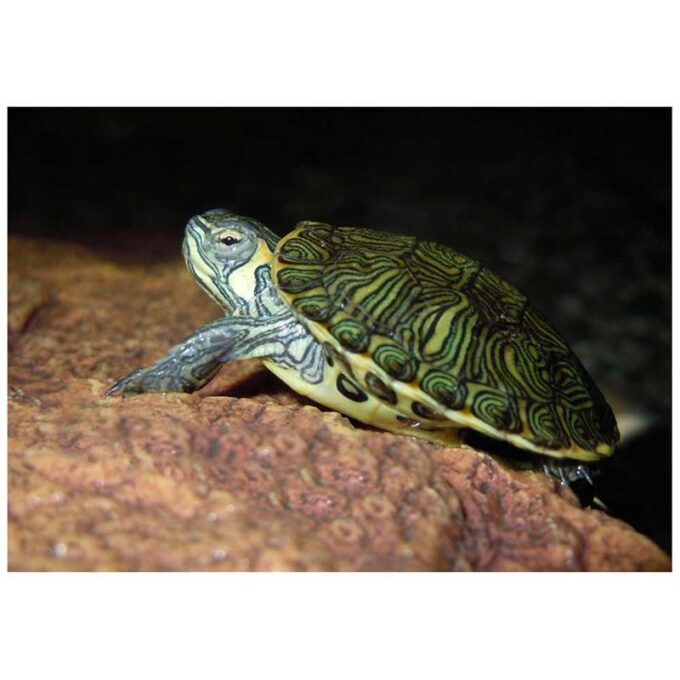 Broasca testoasa Pseudemys concinna hieroglyphica (Cooter)