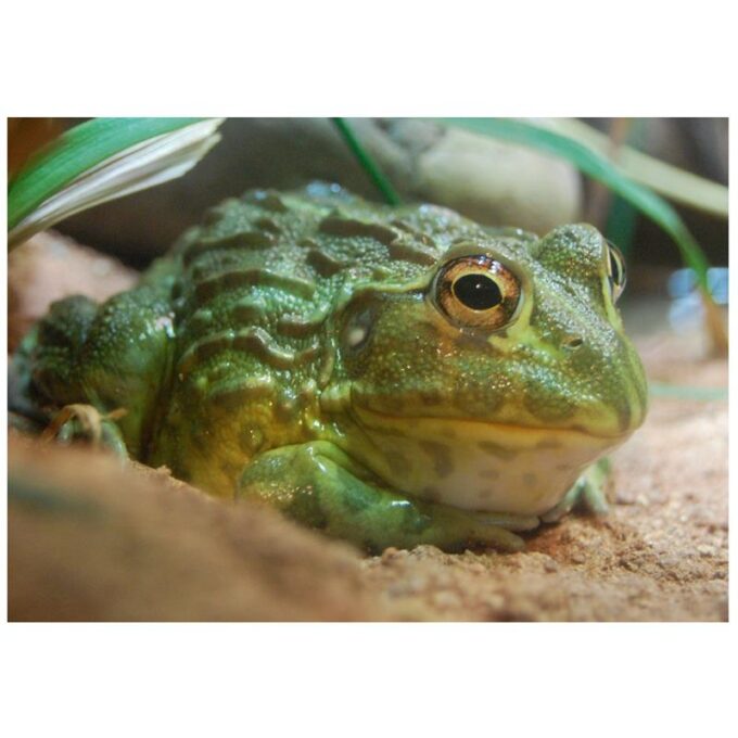 Broscoiul african Pyxicephalus adspersu