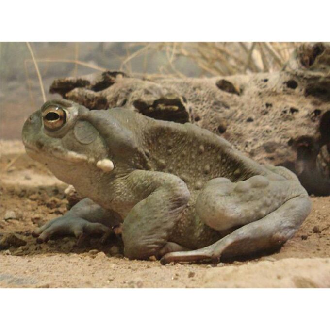 Bufo alvarius