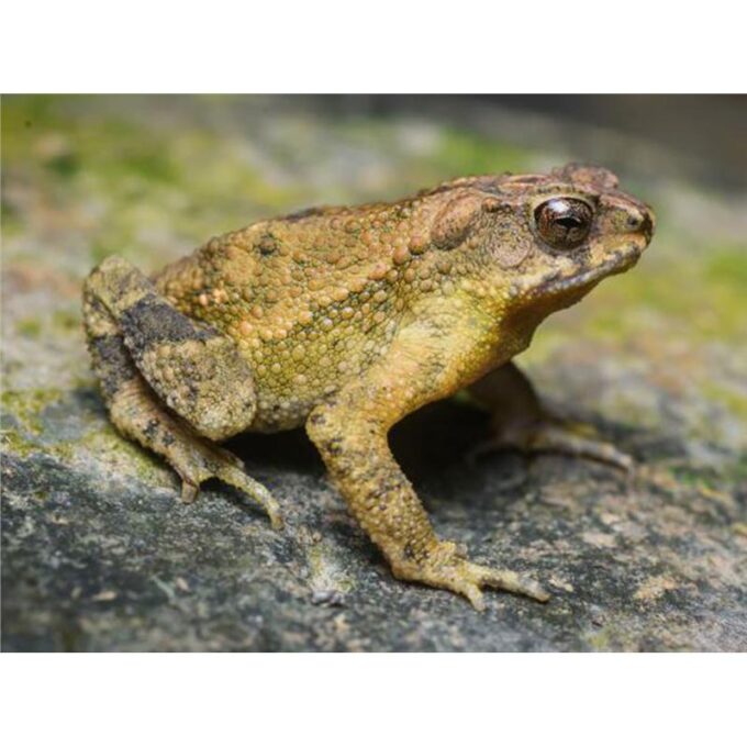 Bufo asper