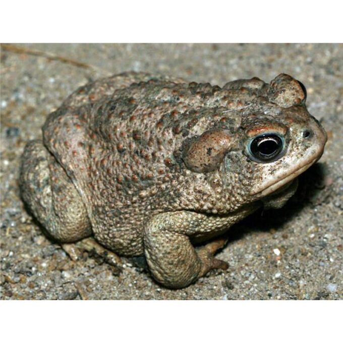Bufo cognathus