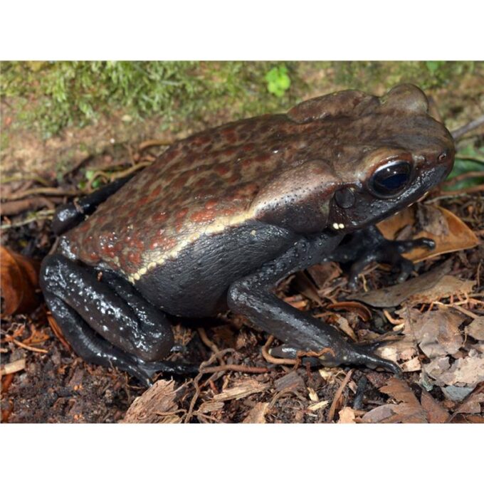 Bufo guttatus