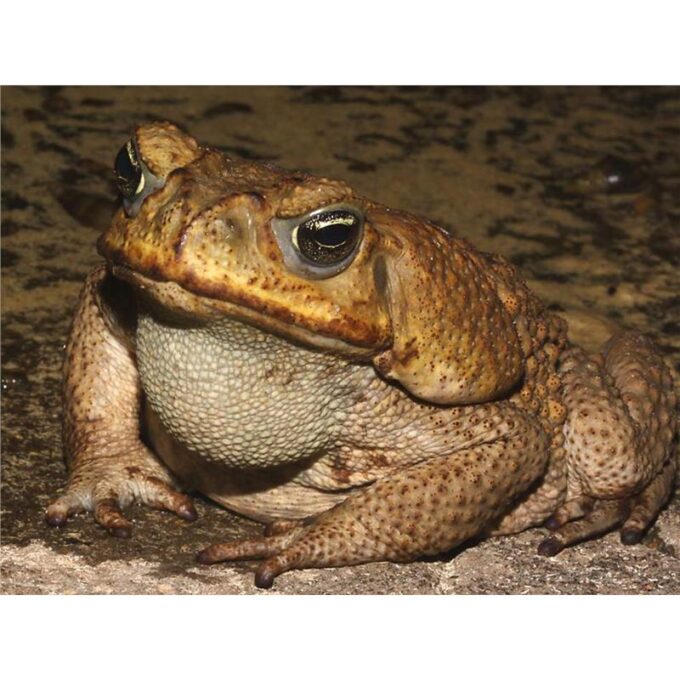 Bufo marinus